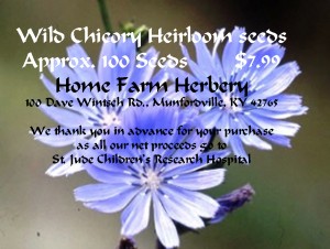 chicory flower 100 ct