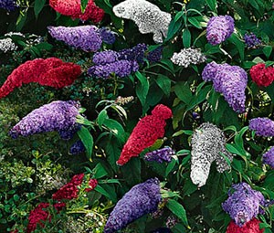 Butterfly_Bush_Mix_Buddleia_Davidii_Seeds