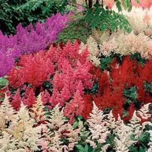 astilbe bunter