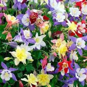 columbine mix