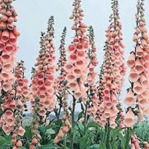 foxglove apricot