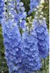 foxglove dwarf blue