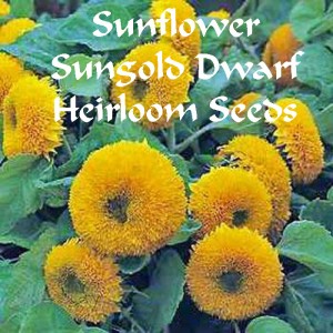 sunflower sungold dwarf HFH