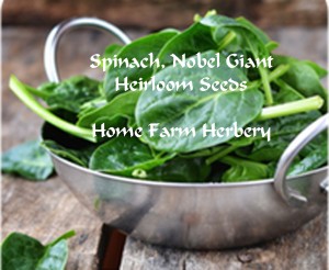 SpinachNobelGiantseedsHFH