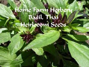 basil thai-seeds2