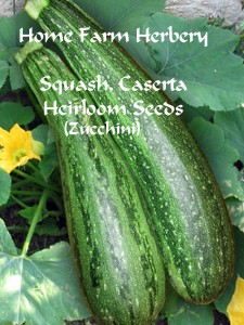 squashCasertaZucchiniHFH