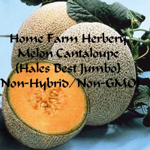 Melon halesbestjumbocantaloupeHFH