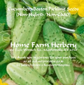 Cucumber-Boston-Pickling_