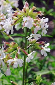 soapwort