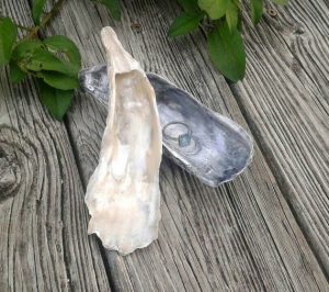 oyster shell jewelry dish