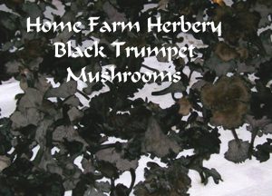 blacktrumpetsmushroomsHFH