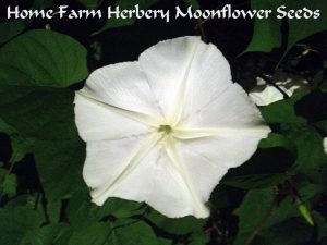 moonflower-flower 2