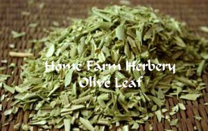 olive_leaf