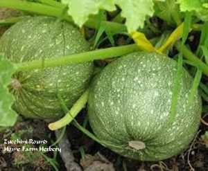 zucchini round