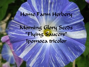 morning glory flying saucers 25 ct