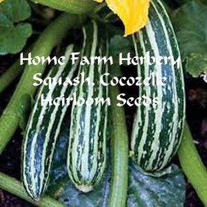 squash COCOZELLE HFH