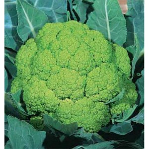 cauliflower_macerata_green