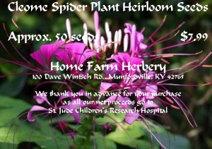cleome Spider Plant 50 ct