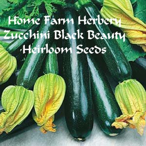 zucchini blackbeauty