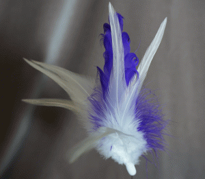 Purple-Feather1