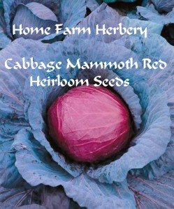cabbage mammoth red