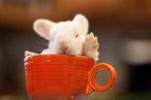teacup bunny