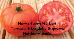 tomato Marglobe-SupremeHFH
