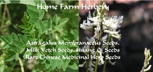 Astragalus Membranaceus Seeds, Milk Vetch Seeds, Huang Qi Seeds merge