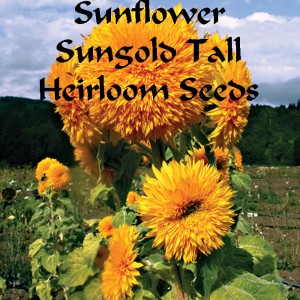 sunflower sungold tall HFH