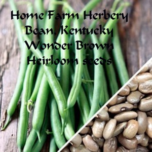Bean pole Kentucky Wonder Brown_seeds