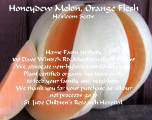 Melon honeydew-orange-flesh