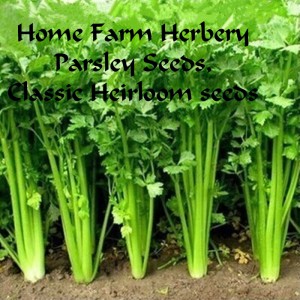 Parsley_classic HFH