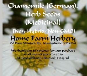 Chamomile-Medicinal-Herb