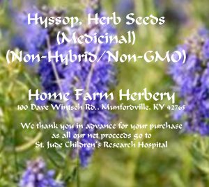 Hyssop-Medicinal-Herbs