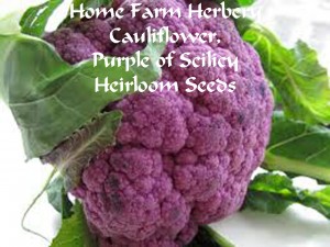 cauliflower purple HFH