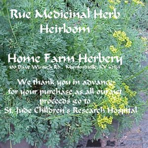 Rue-Medicinal-Herb_