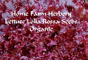 lettuce-lolla-rossa-organic