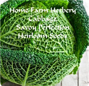 Cabbage_Savoy_PerfectionHFH