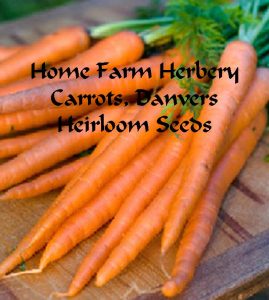 Carrot-Danvers