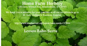 lemon-balm seeds
