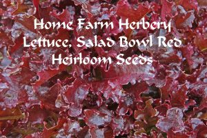 lettuce salad bowl red
