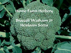 Broccoli-Waltham-29