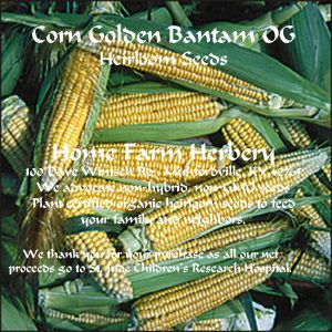 corn golden bantam OG