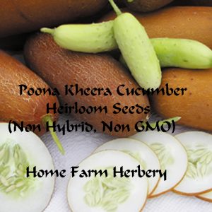 cucumber poona Kheera