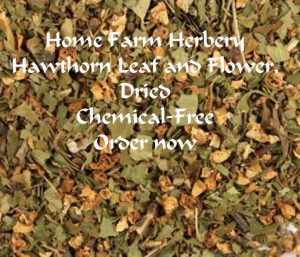 hawthorn leaf and flower HFH
