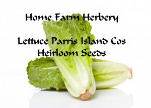 Lettuce parris_island_cos_lettuceHFH
