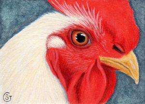 Chicken - Rooster Closeup - Pixabay Ref Photo 001