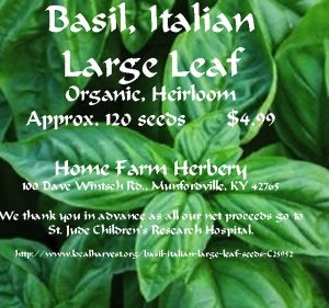 basil_large leaf