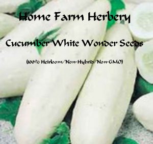 Cucumber white-wonderHFH